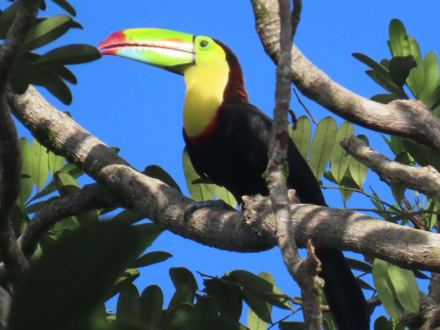 Keel-billed Toucan photographed by Jack Biunno