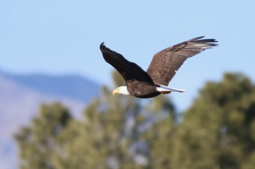 Bald Eagle in flight, photographed by Jack Biunno