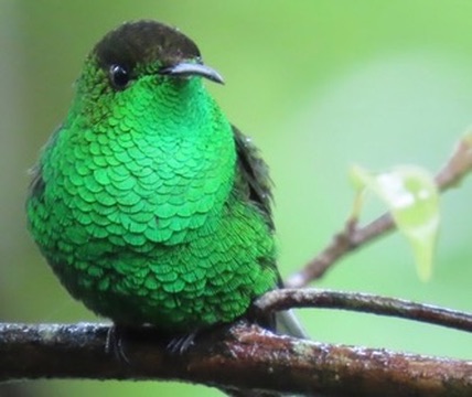 Copper-headed Emerald perched on a branch, photographed by Jack Biunno