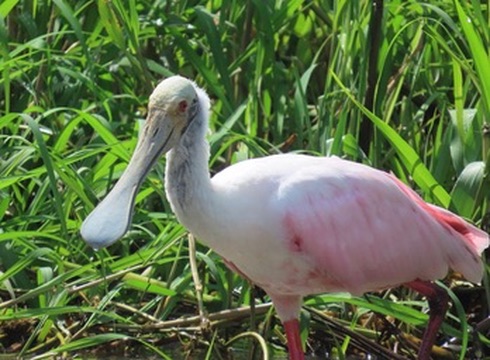 Roseate Spoonbill in tall grass, photographed by Jack Biunno