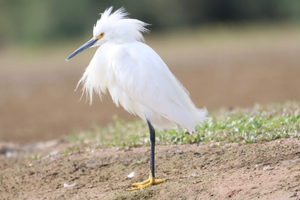 Snowy Egret standing on shore, photographed by Jack Biunno