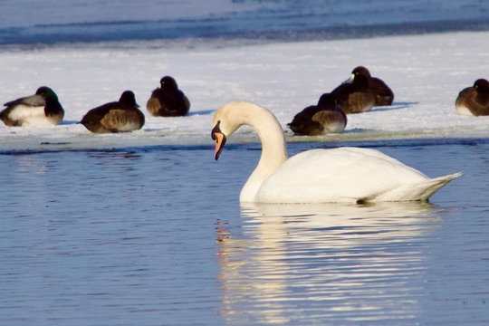 Mute Swan swimming near ice, photographed by Jack Biunno