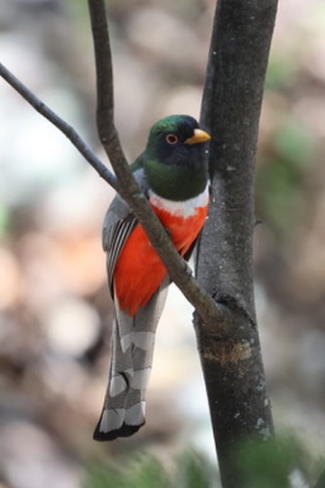 Coppery-tailed Trogon perched in a tree, photographed by Jack Biunno