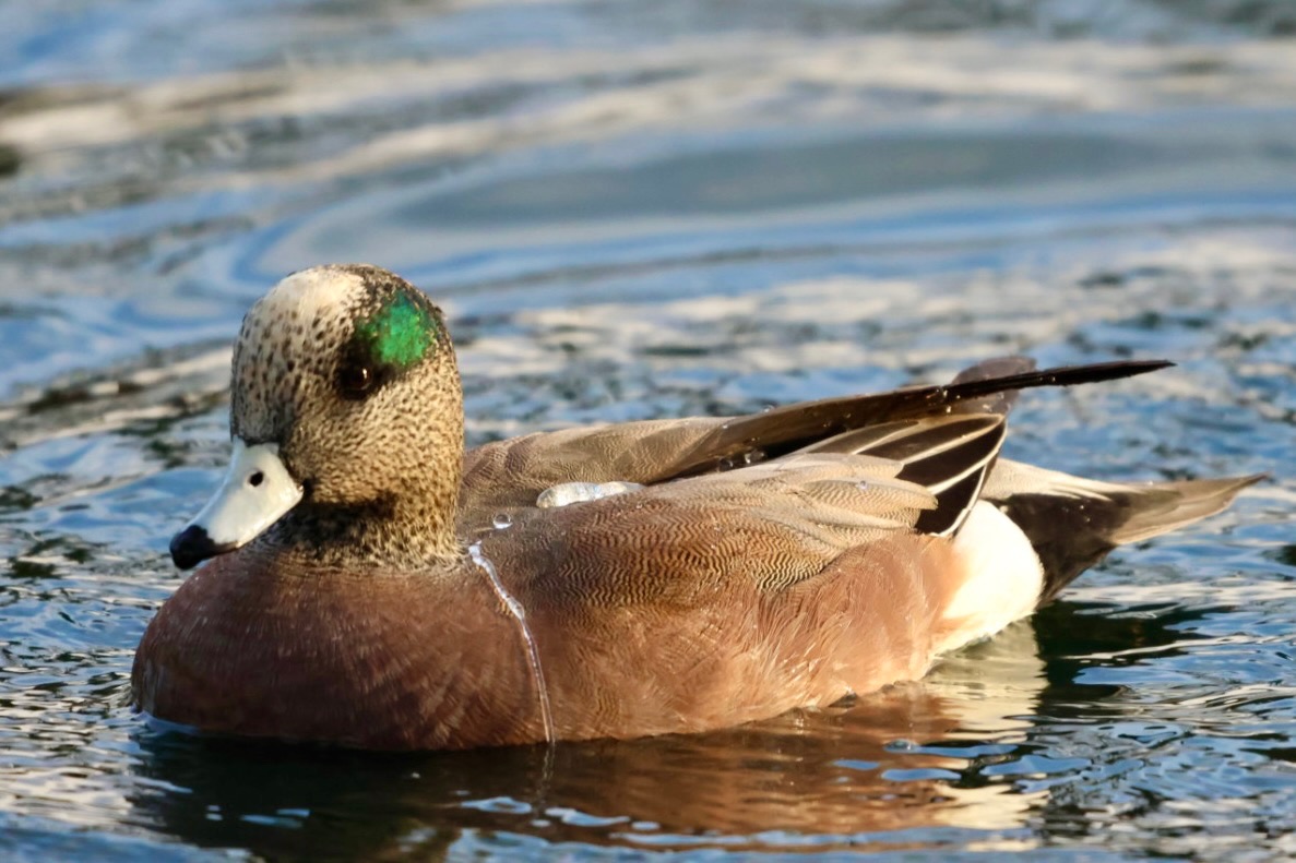 American Wigeon on the water, photographed by Jack Biunno